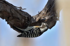 師走のコゲラっち