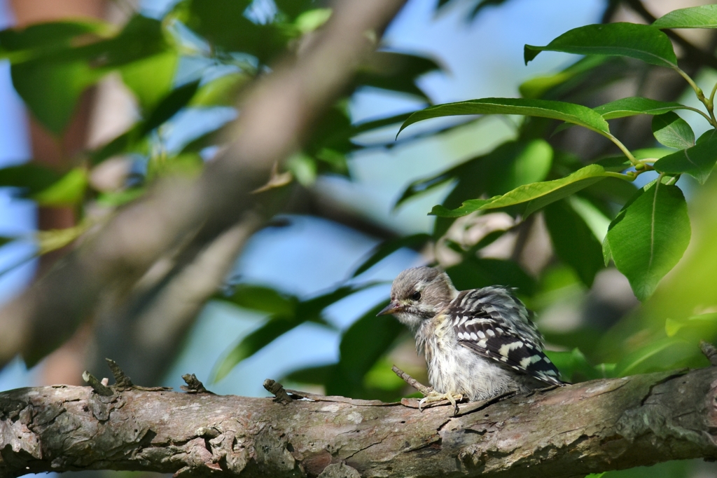 ピカピカ一年生