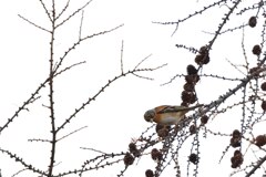 寂しい森