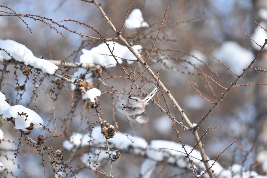 天使はいたずら好き
