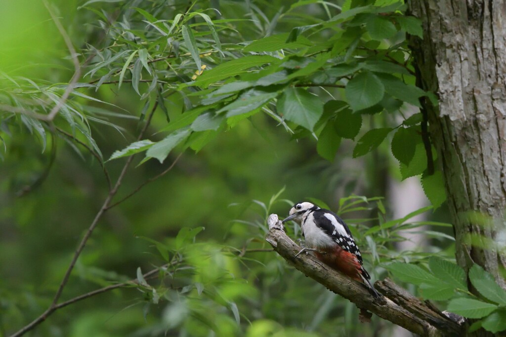 森の音が聞こえる
