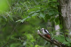 森の音が聞こえる