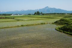 田んぼの歌