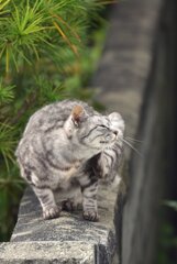 のんきな野良
