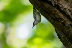 めざめの森