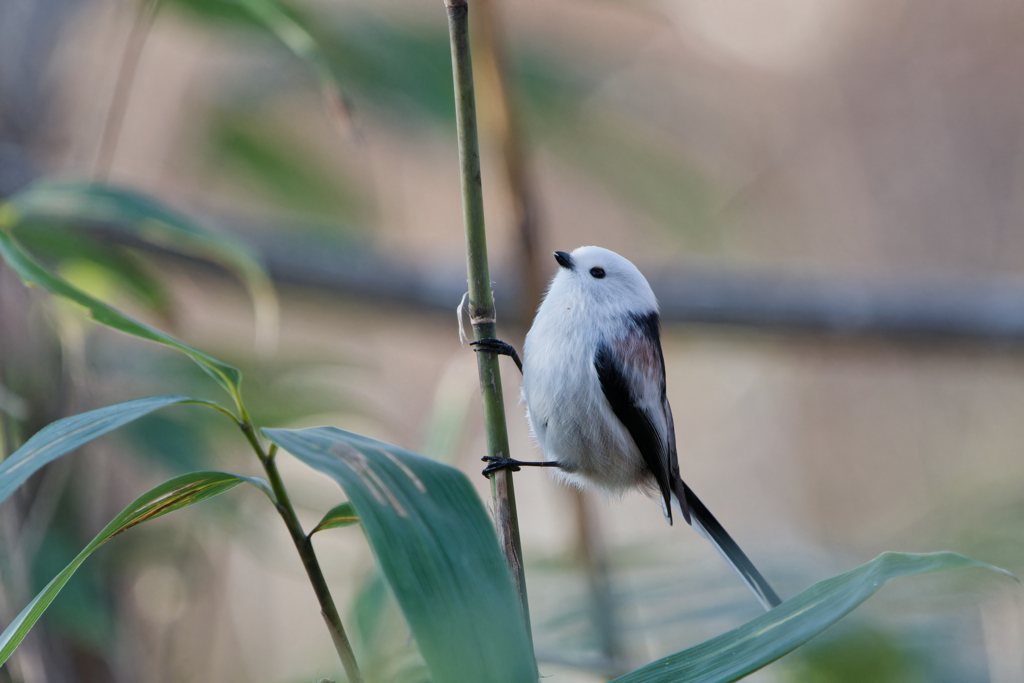 プリティホワイト