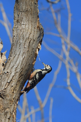 こつこつガール