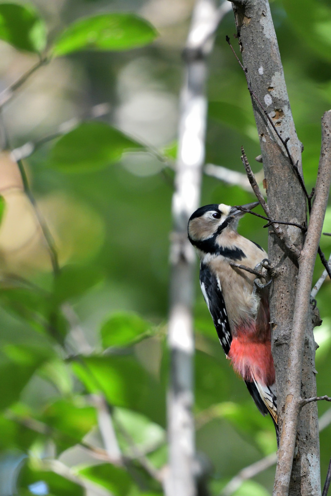 スーパーレディ