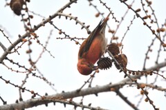 餓える赤鬼