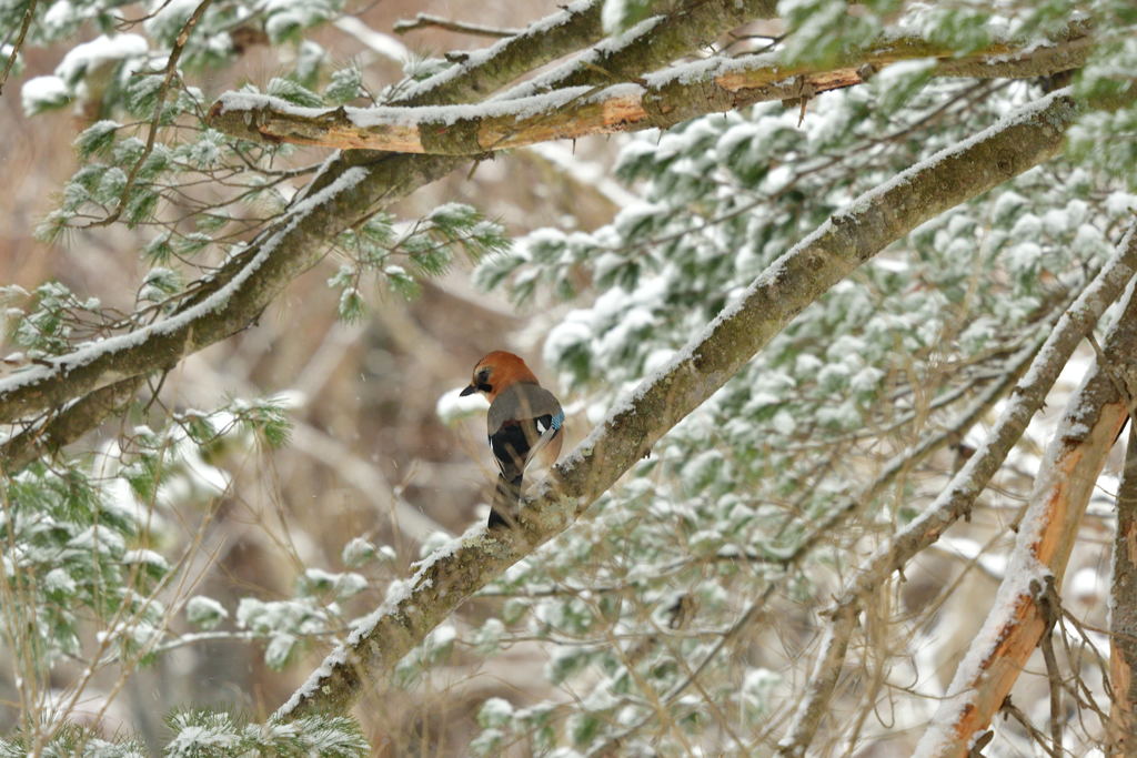 春吹雪