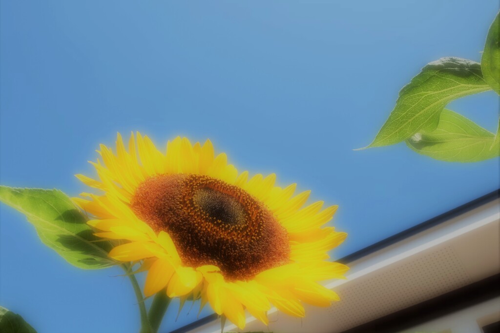 いつもの夏