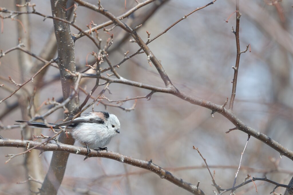 天使はラブリー
