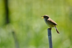 singer