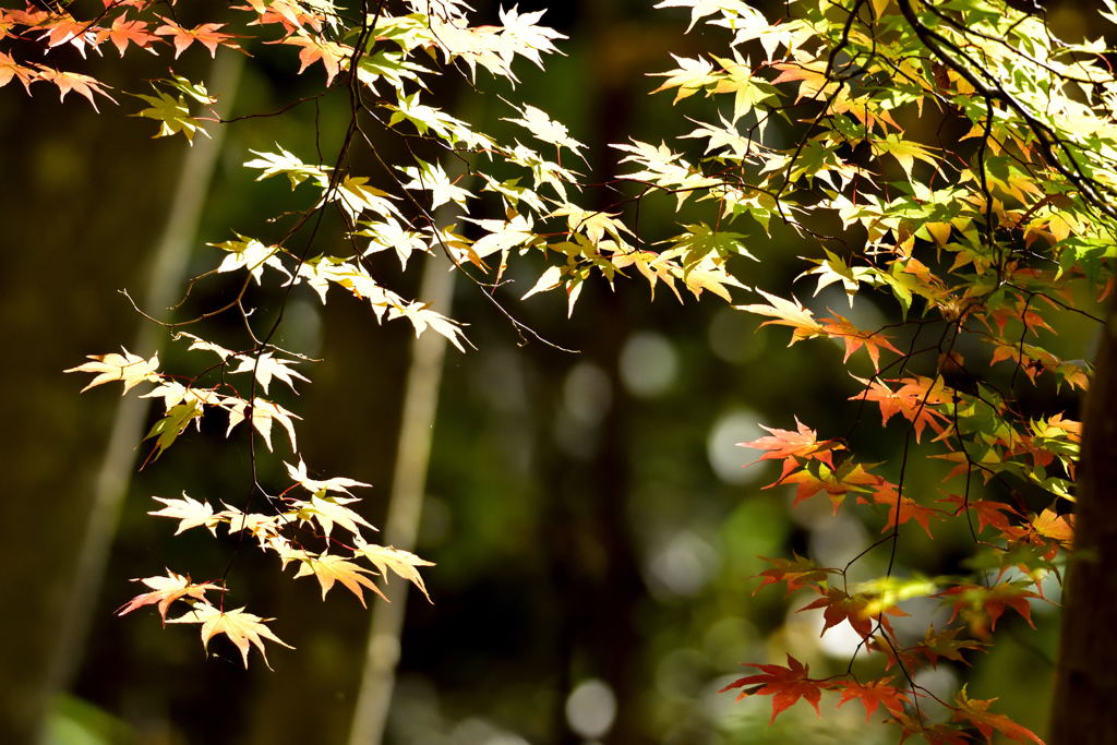 何となく紅葉