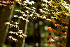 何となく紅葉
