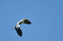 to the sky