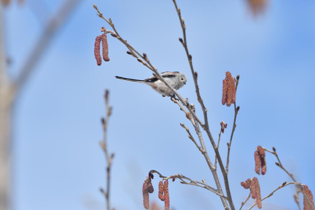 白い妖精と青い空