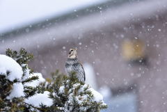 粉雪の朝