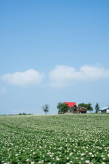 ジャガイモ畑と赤い屋根