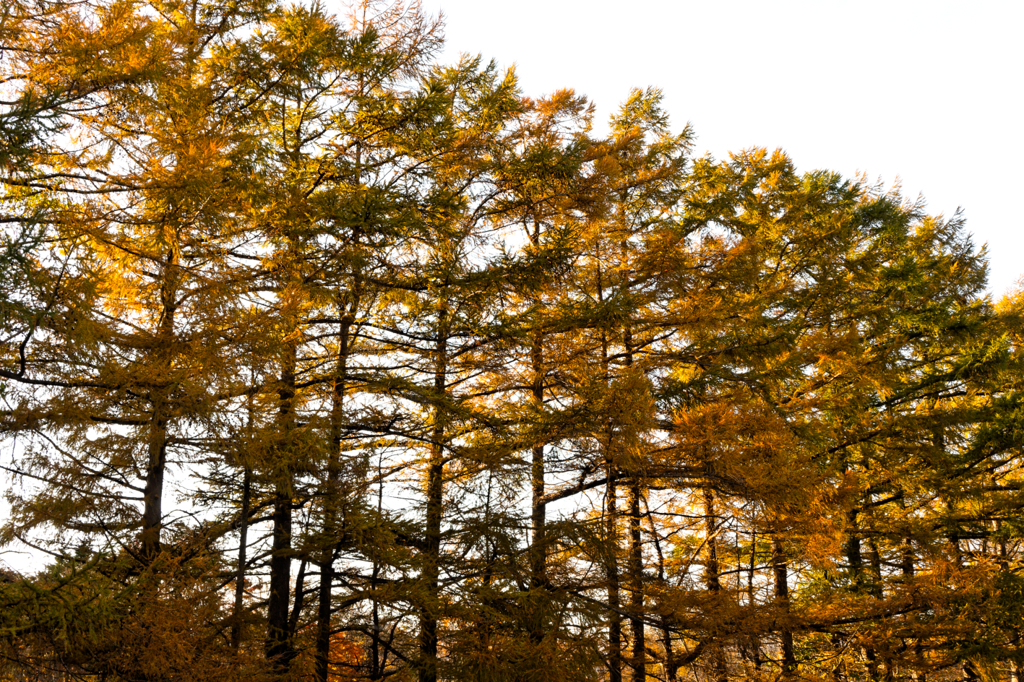 昼下がりの晩秋