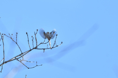 天使の羽
