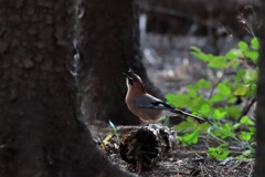 怪鳥ギャオス