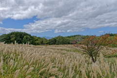 秋野原