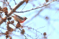 春うららかに