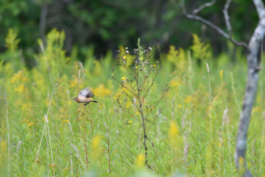 秋を追いかけて
