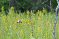 秋を追いかけて