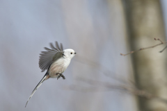 ダンシングクイーン