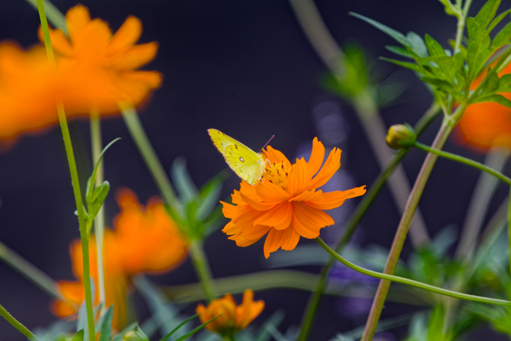 黄花に黄蝶