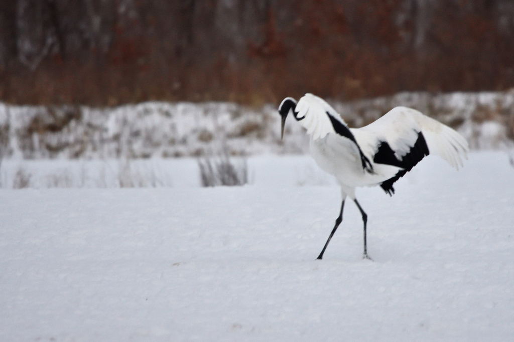 shall we dance？