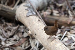 魅惑の茶