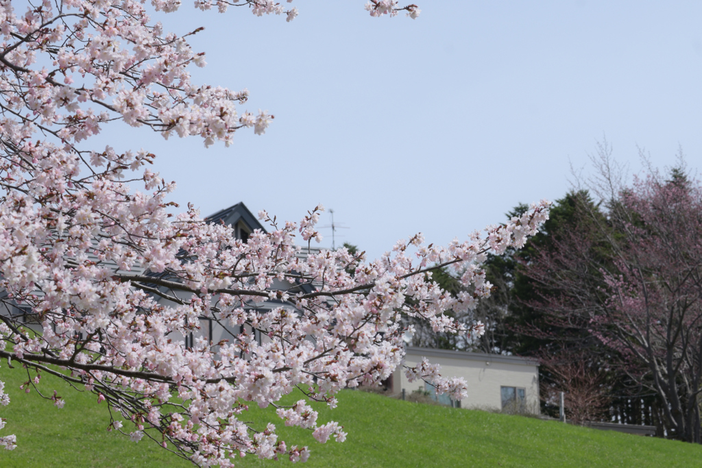 桜前線通過中