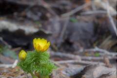 元気の森