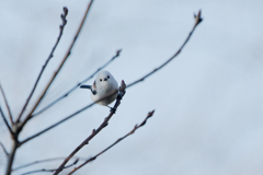 天使にラブソング