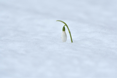 雪の朝