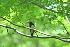 森は初夏色