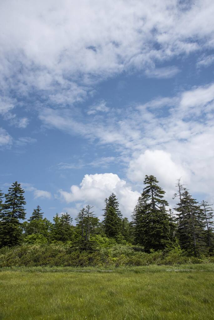 夏日和