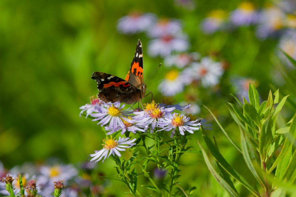 野の花食堂