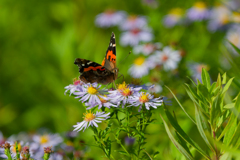 野の花食堂