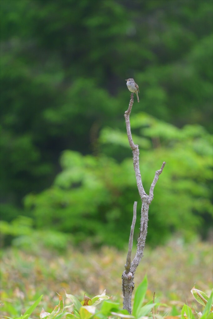 枯木ひとつ