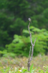 枯木ひとつ