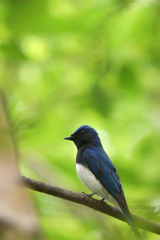 緑の中の青い鳥