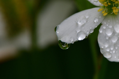 雨の贈り物