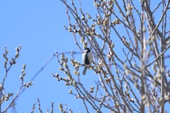 春に包まれて