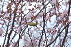 幸せの桜色