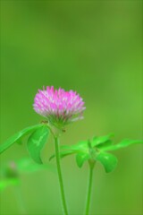 野に咲く花