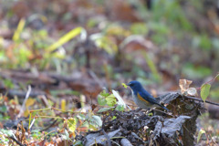 幸せ青い鳥